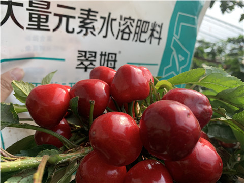 水溶肥，拉姆拉，翠姆