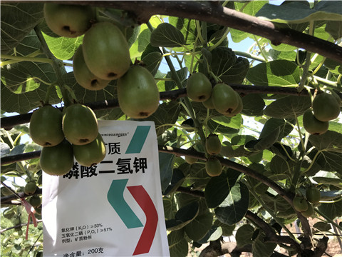 水溶肥，拉姆拉，翠姆