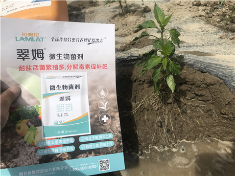 辣椒，拉姆拉，翠姆