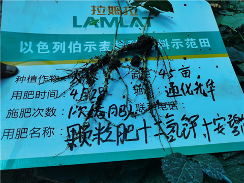 水溶肥，拉姆拉，翠姆
