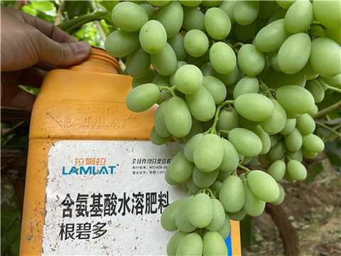 生根劑，翠姆，拉姆拉