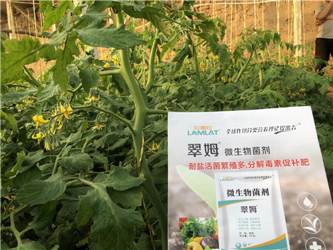 微生物菌劑，翠姆，拉姆拉