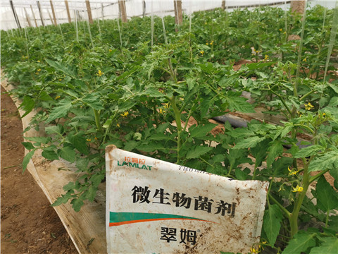 微生物菌劑，翠姆，拉姆拉