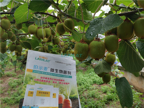 生根劑，翠姆，拉姆拉