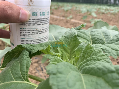 水溶肥，翠姆，拉姆拉
