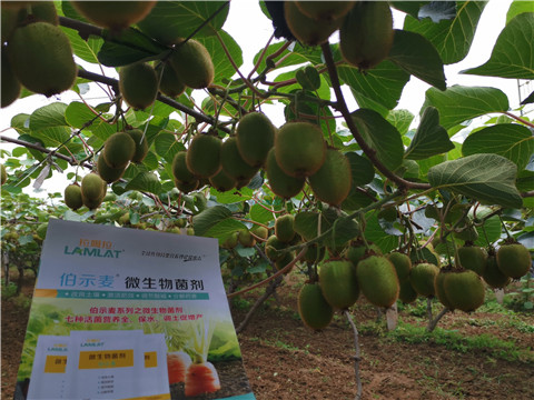 水溶肥，伯示麥，拉姆拉
