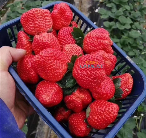 鈣肥，翠姆，拉姆拉
