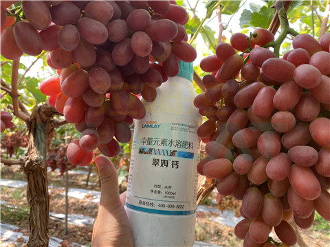 鈣肥，拉姆拉，翠姆