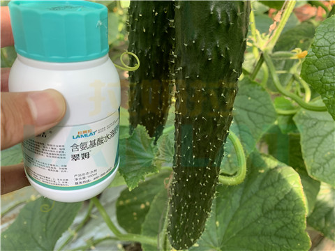 水溶肥，拉姆拉，翠姆
