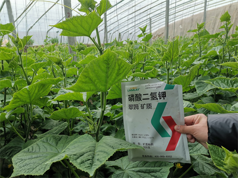 水溶肥，翠姆，拉姆拉