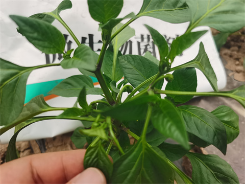 水溶肥，翠姆，拉姆拉