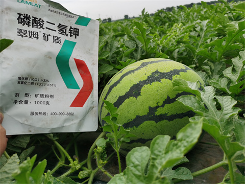 水溶肥，翠姆，拉姆拉