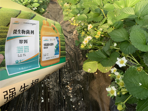 水溶肥價(jià)格，翠姆，草莓水溶肥