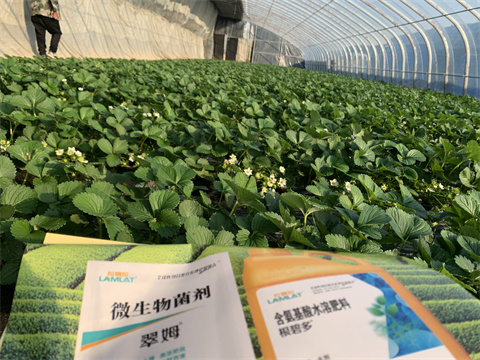 水溶肥價(jià)格，翠姆，草莓水溶肥