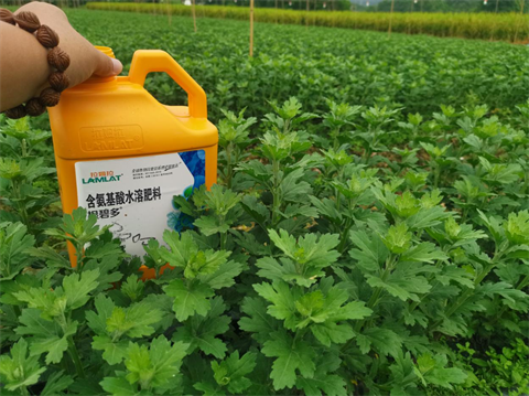 菊花種植,水溶肥廠家，翠姆