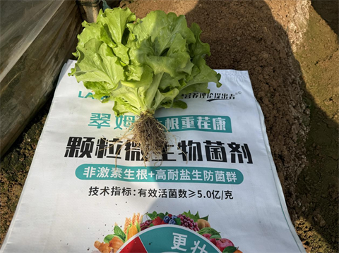 水溶肥廠家,葉菜種植,翠姆水溶肥